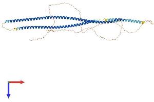 KRT4 Protein (AA 1-525) (His tag)