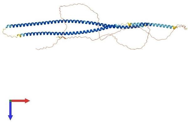 KRT4 Protein (AA 1-525) (His tag)