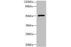 Western blot All lanes: PORCN antibody at 3 μg/mL + Mouse thymus tissue Secondary Goat polyclonal to rabbit IgG at 1/10000 dilution Predicted band size: 53, 52, 43 kDa Observed band size: 53 kDa (PORCN Antikörper  (AA 269-332))