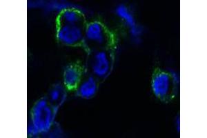 Confocal immunofluorescence analysis of methanol-fixed HEK293 cells trasfected with EphB4-hIgGFc using EphB4 mouse mAb (green), showing membrane localization. (EPH Receptor B4 Antikörper)