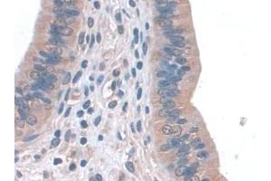Immunohistochemistry (IHC) image for anti-Glutathione Peroxidase 3 (Plasma) (GPX3) (AA 3-72) antibody (ABIN7443332)