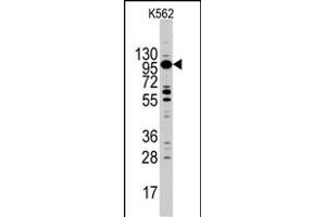 Western blot analysis of MYO1C Antibody (C-term) (ABIN390351 and ABIN2840764) in K562 cell line lysates (35 μg/lane).