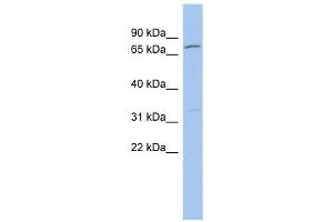 ZFP90 antibody used at 0.