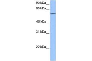 Western Blotting (WB) image for anti-Ets2 Repressor Factor (ERF) antibody (ABIN2460262) (ERF Antikörper)