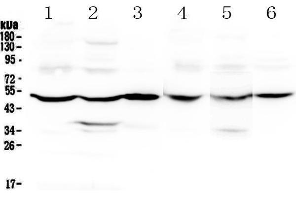GDA antibody  (AA 220-446)