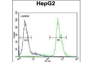MSTR Antibody (N-term) (ABIN654568 and ABIN2844273) flow cytometric analysis of HepG2 cells (right histogram) compared to a negative control cell (left histogram). (MAMSTR Antikörper  (N-Term))