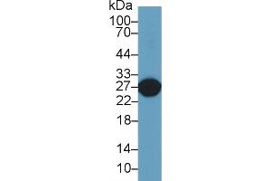 Western Blot; Sample: Rat Liver lysate; Primary Ab: 2µg/ml Rabbit Anti-Rat GSTa5 Antibody Second Ab: 0. (GSTa5 Antikörper  (AA 1-221))