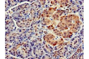 Immunohistochemistry of paraffin-embedded human pancreatic tissue using ABIN7152694 at dilution of 1:100 (FARP2 Antikörper  (AA 261-550))