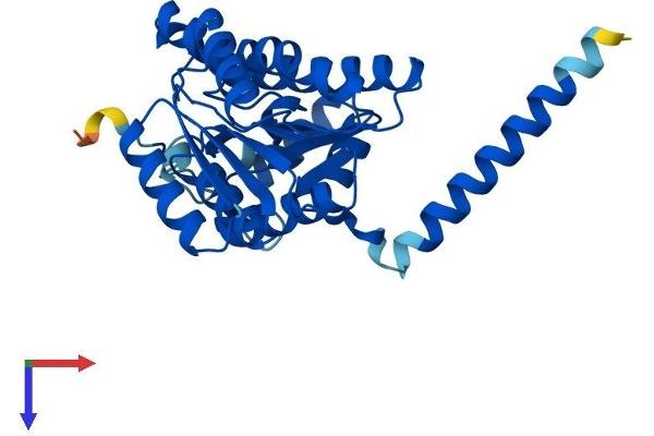 SDR16C5 Protein (AA 1-309) (His tag)