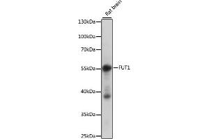 Western blot analysis of extracts of rat brain, using FUT1 antibody (ABIN7267272) at 1:1000 dilution. (FUT1 Antikörper  (AA 130-310))