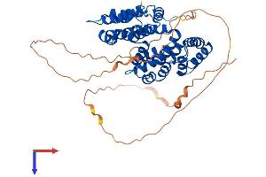 Annexin VII Protein (AA 1-488) (His tag)