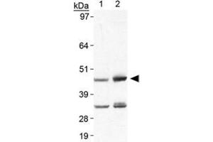 Western blot analysis of Plin5 in heart lysate using Plin5 polyclonal antibody . (PLIN5 Antikörper  (AA 400-463))