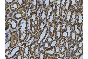 ABIN6279484 at 1/100 staining Rat kidney tissue by IHC-P. (HLA-DMA Antikörper)