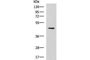 Western blot analysis of 293T cell lysate using MLNR Polyclonal Antibody at dilution of 1:500