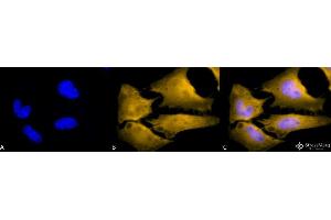 Immunocytochemistry/Immunofluorescence analysis using Rat Anti-HSF1 Monoclonal Antibody, Clone 10H4 . (HSF1 Antikörper  (PerCP))