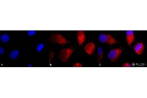 Immunofluorescence (fixed cells) (IF/ICC) image for anti-Tumor Necrosis Factor Receptor Superfamily, Member 1A (TNFRSF1A) (AA 20-43) antibody (Atto 488) (ABIN2482028)