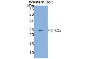 Western blot analysis of the recombinant protein. (Apolipoprotein F Antikörper  (AA 122-307))