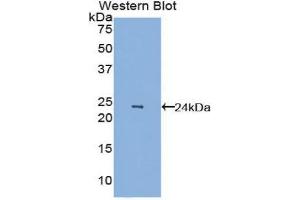Western Blotting (WB) image for anti-Vascular Endothelial Growth Factor A (VEGFA) (AA 27-190) antibody (ABIN3209188) (VEGFA Antikörper  (AA 27-190))