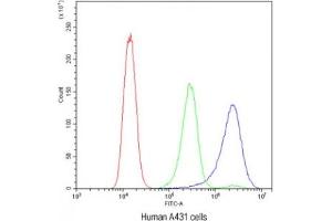 Flow cytometry testing of human A431 cells with BIK antibody at 1ug/10^6 cells (blocked with goat sera)