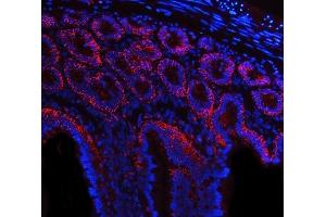 IF analysis of Tspan-8/Tspan8 using anti-Tspan-8/Tspan8 antibody (ABIN7599681). (Tspan-8 Antikörper  (AA 108-203))
