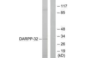 Western blot analysis of extracts from 293 cells treated with EGF (200 ng/mL, 30 min), using DARPP-32 (Ab-75) antibody. (DARPP32 Antikörper  (Thr75))