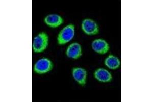 Confocal immunofluorescent analysis of GCLC / GLCLC Antibody (N-term) Cat. (GCLC Antikörper  (N-Term))