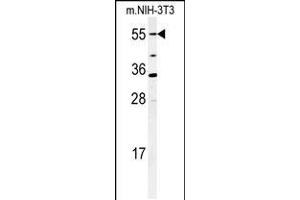 Western blot analysis of CYP26A1 Antibody in mouse NIH-3T3 cell lysates (35ug/lane) (CYP26A1 Antikörper  (C-Term))