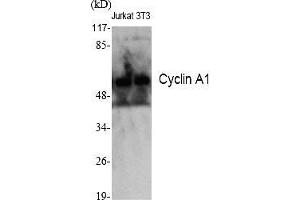 Western Blot analysis of various cells using Cyclin A1 Polyclonal Antibody diluted at 1:2000. (Cyclin A1 Antikörper  (AA 380-460))