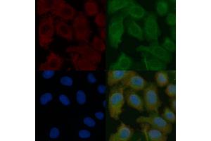 AFM Mouse Monoclonal Antibody staining Hela cells by IF/ICC. (Afamin Antikörper)