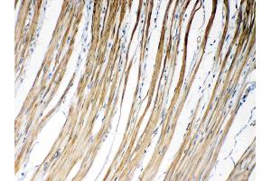 Immunohistochemistry (IHC) image for anti-Gap Junction Protein, gamma 1, 45kDa (GJC1) (AA 91-131), (N-Term) antibody (ABIN5518838)