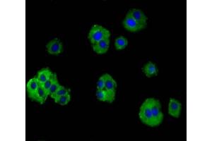 Immunofluorescence staining of HepG2 cells with ABIN7172883 at 1:100, counter-stained with DAPI.