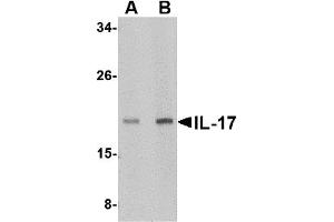 Western Blotting (WB) image for anti-Interleukin 17 (IL17) (N-Term) antibody (ABIN1031409) (IL-17 Antikörper  (N-Term))