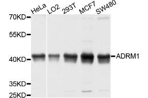 Western blot analysis of extracts of various cells, using ADRM1 antibody.
