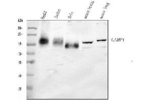 Western blot analysis of LAMP1 using anti-LAMP1 antibody (ABIN3043036).
