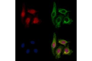 ABIN7093914 and ABIN7097958 staining HepG2 cells by IF/ICC. (MED12 Antikörper  (Internal Region))