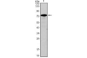 Western Blot showing GATA3 antibody used against GATA3 (AA: 175-388)-hIgGFc transfected HEK293 cell lysate.