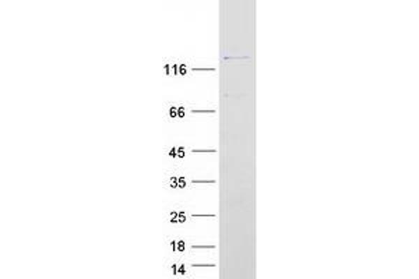 PPP1R12A Protein (Transcript Variant 2) (Myc-DYKDDDDK Tag)