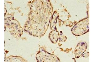 Immunohistochemistry of paraffin-embedded human placenta tissue using ABIN7166735 at dilution of 1:100 (KIAA1191 Antikörper  (AA 32-305))