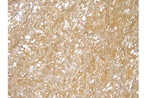 (ABIN184949) (4 μg/mL) staining of paraffin embedded Human Kidney. (TRIM8 Antikörper  (C-Term))