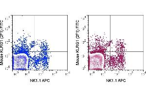 C57Bl/6 splenocytes were stained with APC Anti-Mouse NK1. (KLRG1 Antikörper  (FITC))