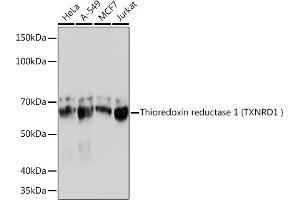 Western blot analysis of extracts of various cell lines, using Thioredoxin reductase 1 (Thioredoxin reductase 1 (TXNRD1 ) ) Rabbit mAb (ABIN7270805) at 1:1000 dilution. (TXNRD1 Antikörper)