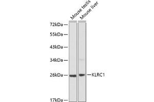 Western blot analysis of extracts of various cell lines, using KLRC1 antibody (ABIN3021798, ABIN3021799, ABIN3021800 and ABIN6215936) at 1:1000 dilution. (KLRC1 Antikörper  (AA 96-215))