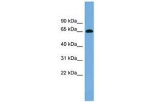 Image no. 1 for anti-VPS33B Interacting Protein, Apical-Basolateral Polarity Regulator (VIPAR) (C-Term) antibody (ABIN6744208) (VIPAR Antikörper  (C-Term))