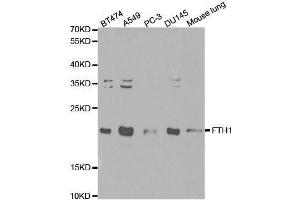 Western blot analysis of extracts of various cell lines, using FTH1 antibody. (FTH1 Antikörper  (AA 1-183))