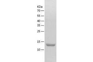 Western Blotting (WB) image for Hemoglobin theta 1 (HBQ1) (AA 1-142) protein (His tag) (ABIN7123293) (HBQ1 Protein (AA 1-142) (His tag))