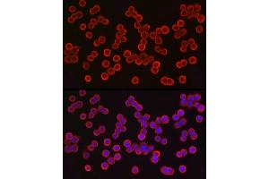 Immunofluorescence analysis of HT-29 cells using EpCAM Rabbit pAb (ABIN3021637, ABIN3021638, ABIN3021639, ABIN1513585 and ABIN6215463) at dilution of 1:100 (40x lens). (EpCAM Antikörper  (AA 40-260))