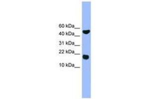 RWDD1 Antikörper  (AA 41-90)