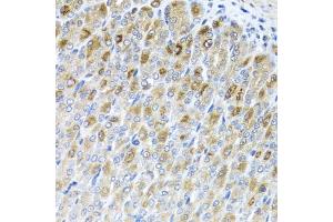 Immunohistochemistry of paraffin-embedded mouse stomach using MTX2 antibody. (MTX2 Antikörper)