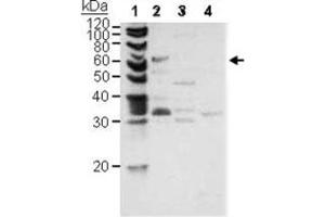Western blot analysis of PINK1 in, Lane1 : control, Lane2 : ES cell (mouse) Mitochondria (20 ug), Lane3 : ES cell (mouse) cytosol (20 ug), Lane4 : ES cell (mouse) nuclear (20 ug) as negative control with PINK1 polyclonal antibody .