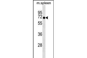 SNTB1 Antibody (Center) (ABIN1538172 and ABIN2849234) western blot analysis in mouse spleen tissue lysates (35 μg/lane). (SNTB1 Antikörper  (AA 243-271))
